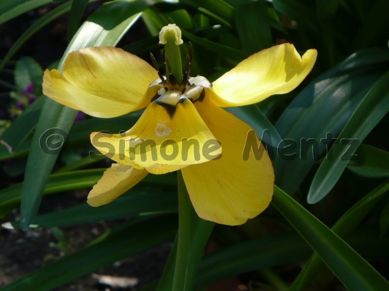 Images/Tulpen_ (13).jpg